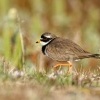 Kulik pisecny - Charadrius hiaticula - Common Ringed Plover 8528